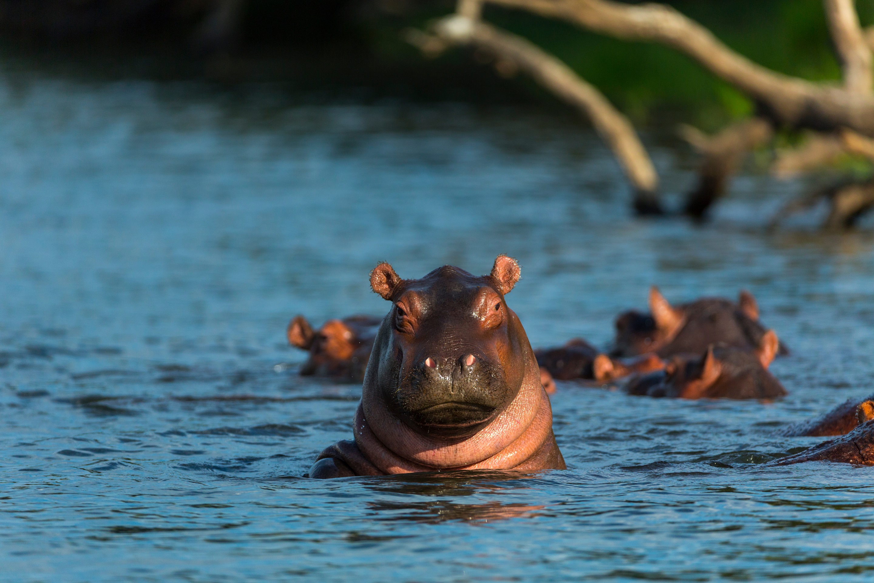 Hippo-in-the-zambezi-river-273346198.jpeg