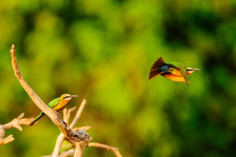 royal-zambezi-lodge-zambezi-river-birding-bee-eaters-against-greenery-768x510-1.jpg