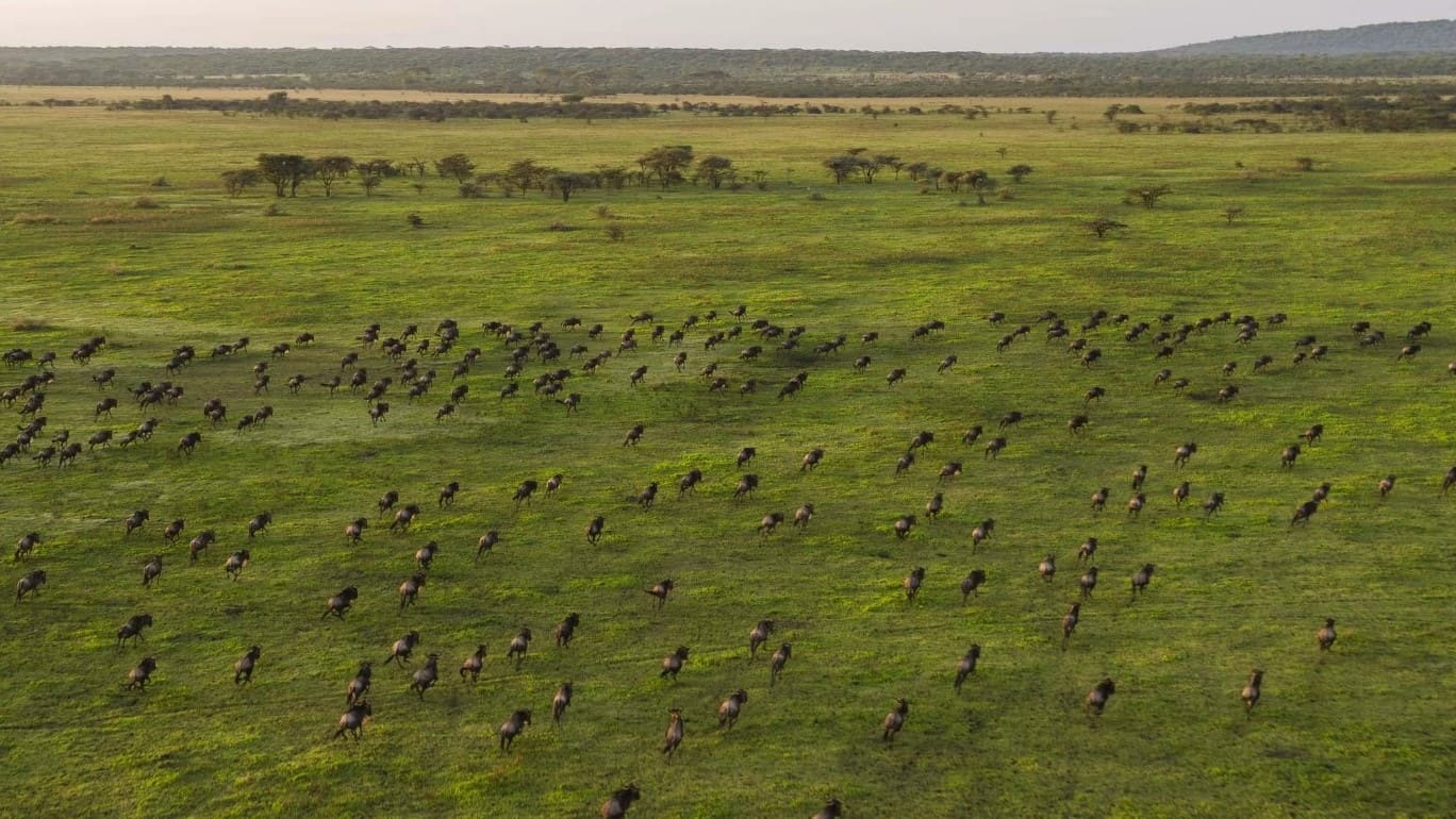 2-Legendary-Serengeti-Camp-Great-Migration.jpg