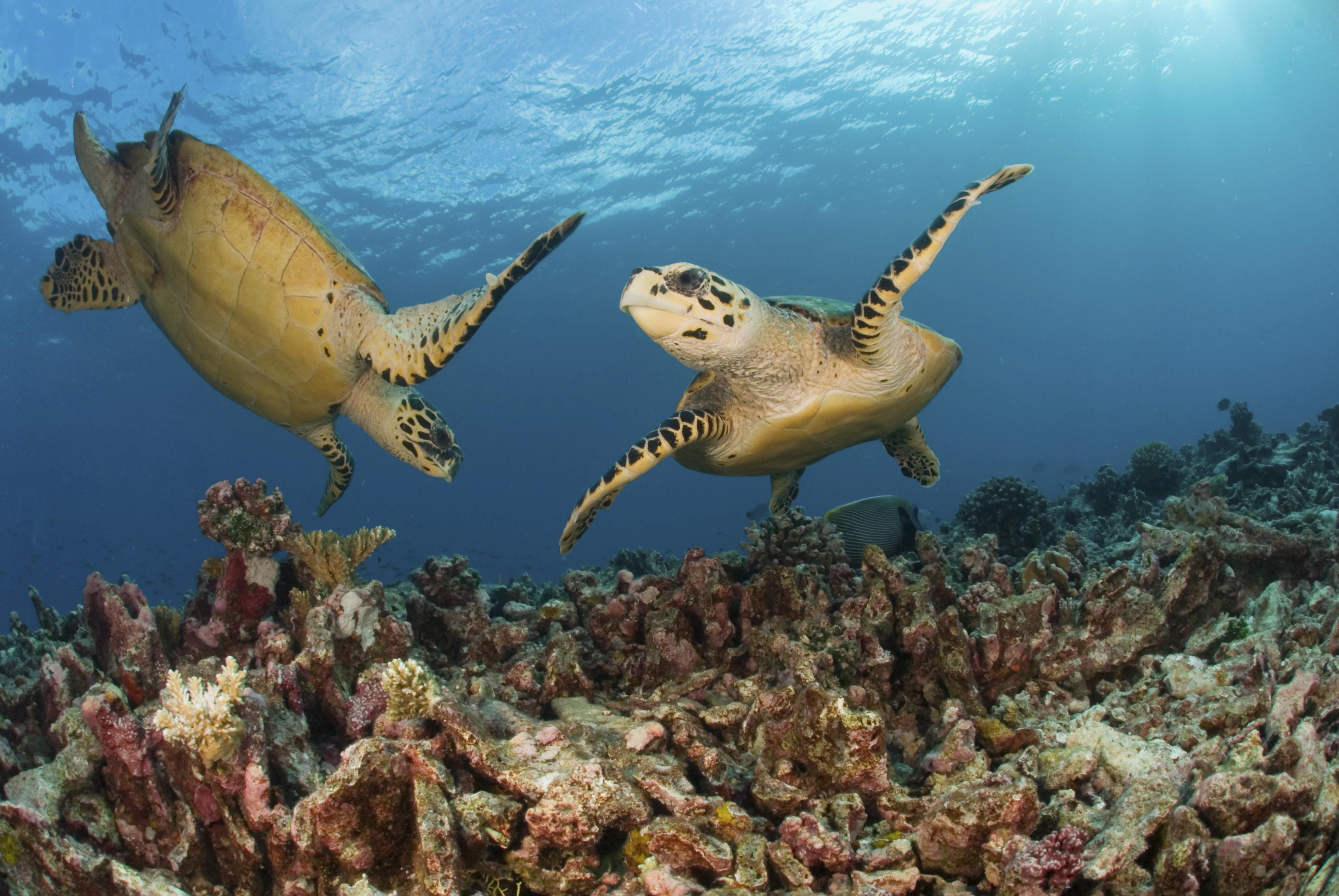 Mozambique_Underwater_Ocean_Life.jpg