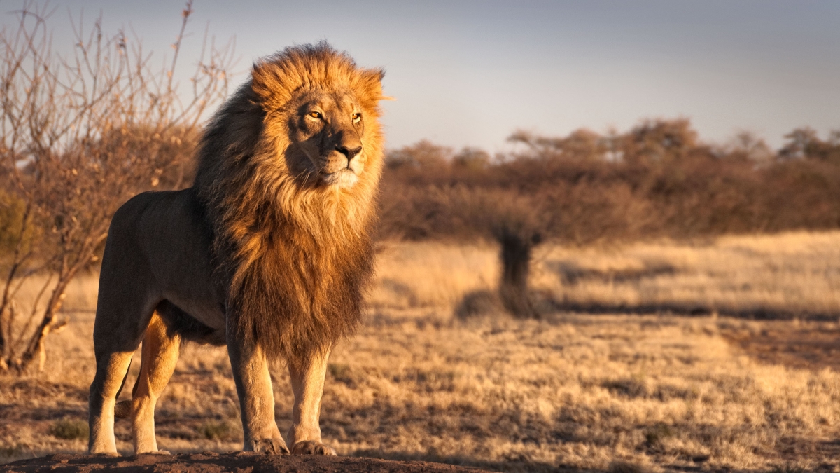 2. O2A-big5blog-lionimage.jpg