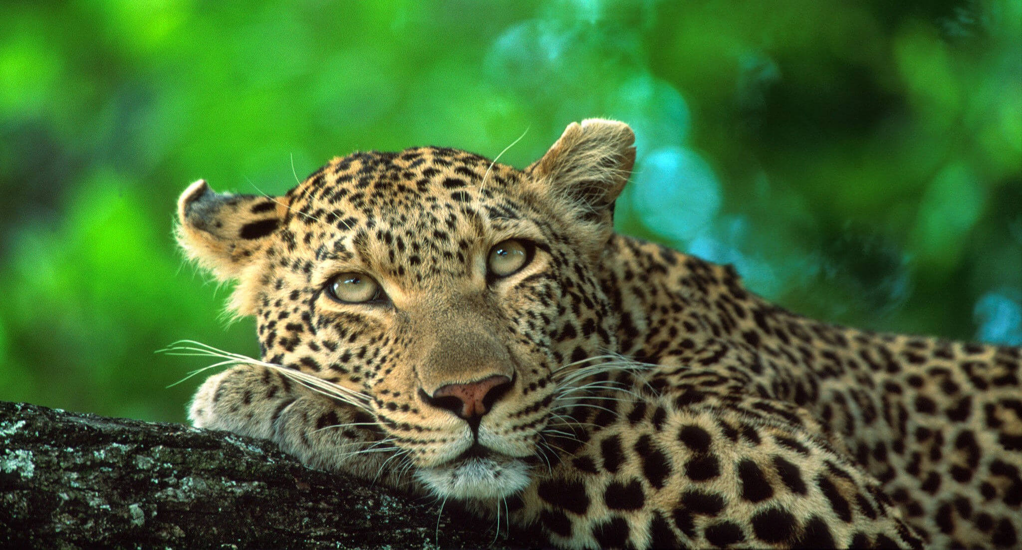 rhino-post-safari-lodge-wildlife-leopards-02.jpg