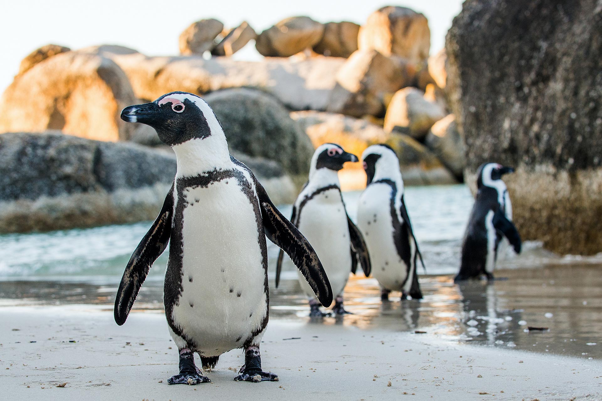 African penguin