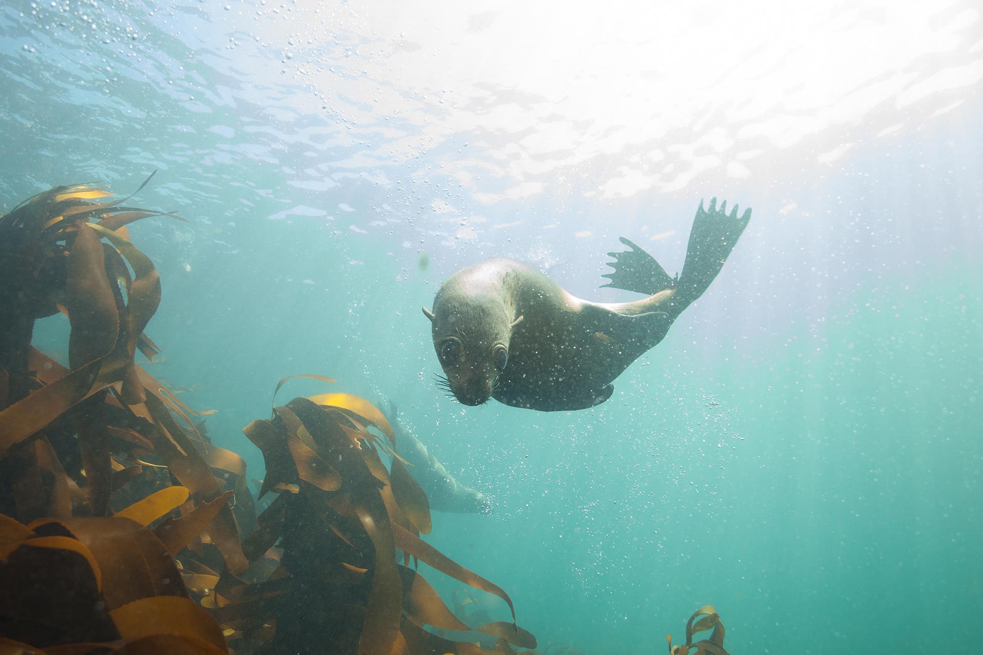 Cape fur seals