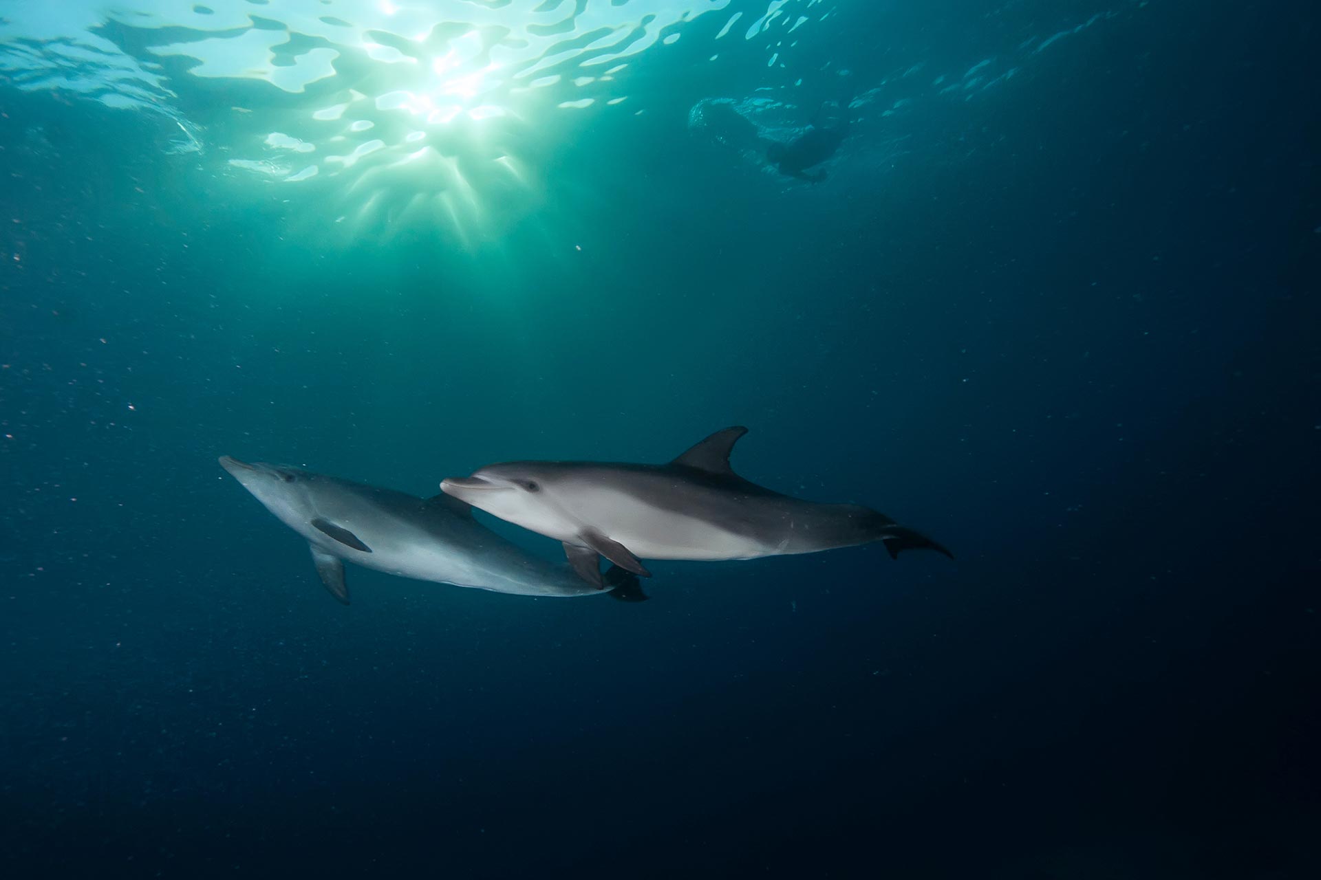 Dolphins swimming in the ocean