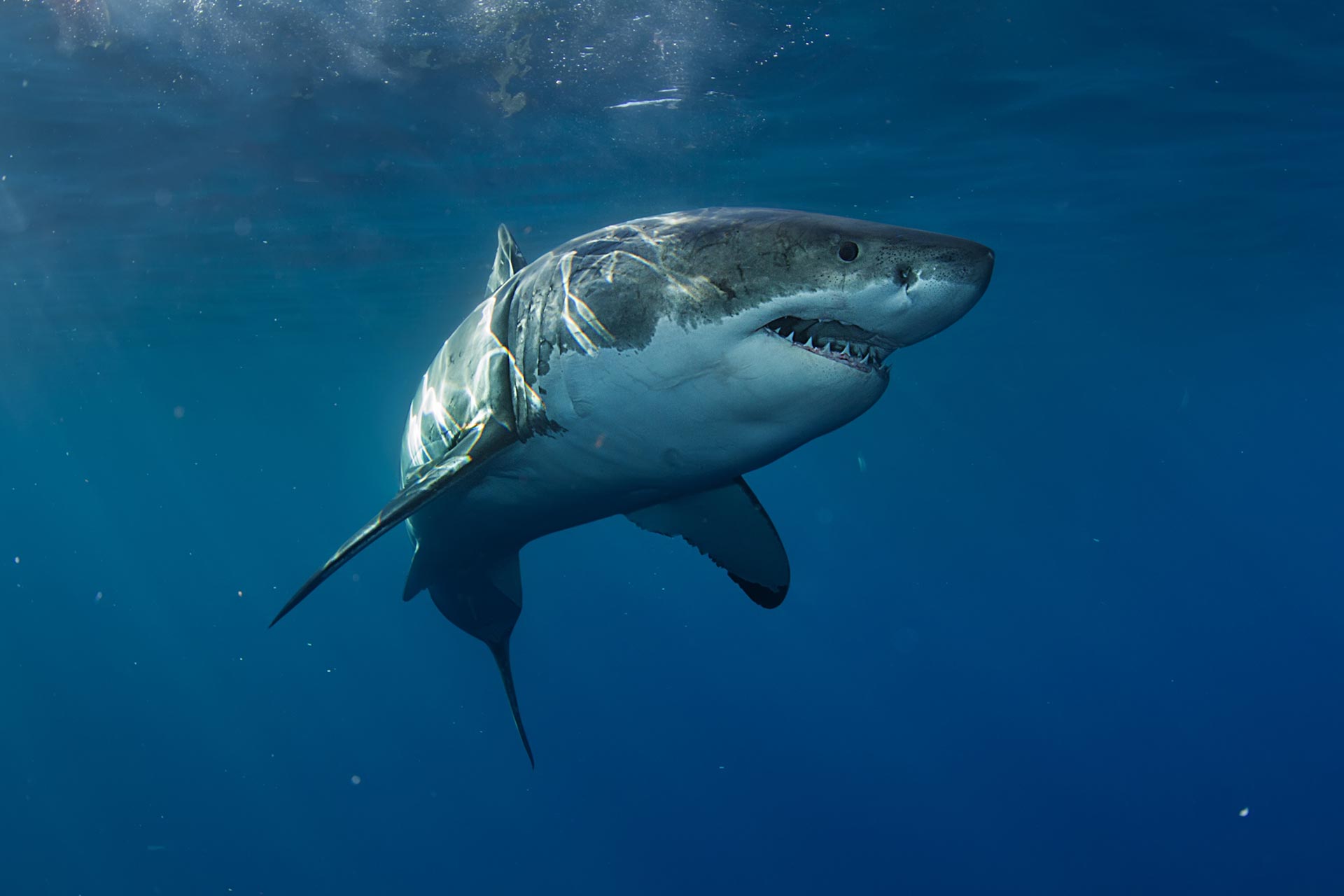 Great White Shark