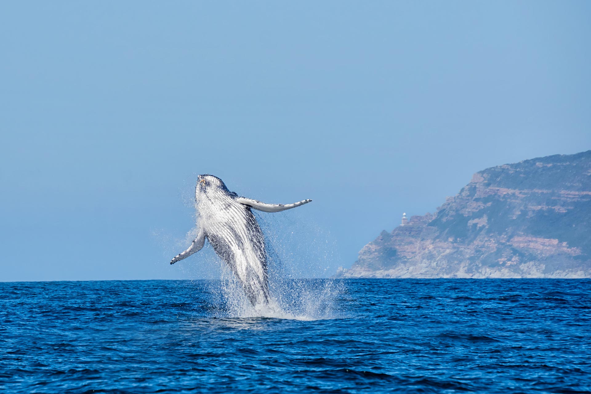 Humpback Whale jumping out of water