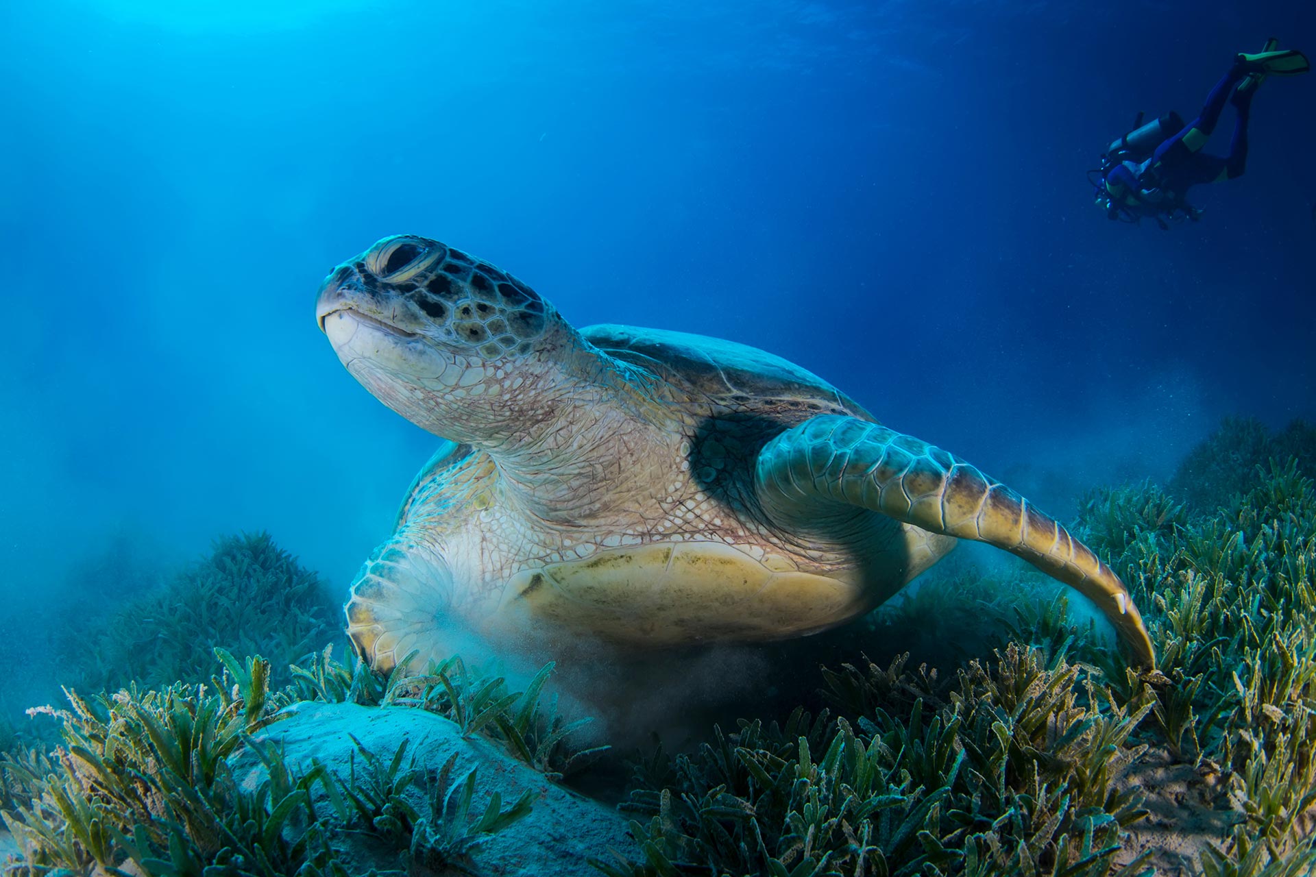 Sea turtle