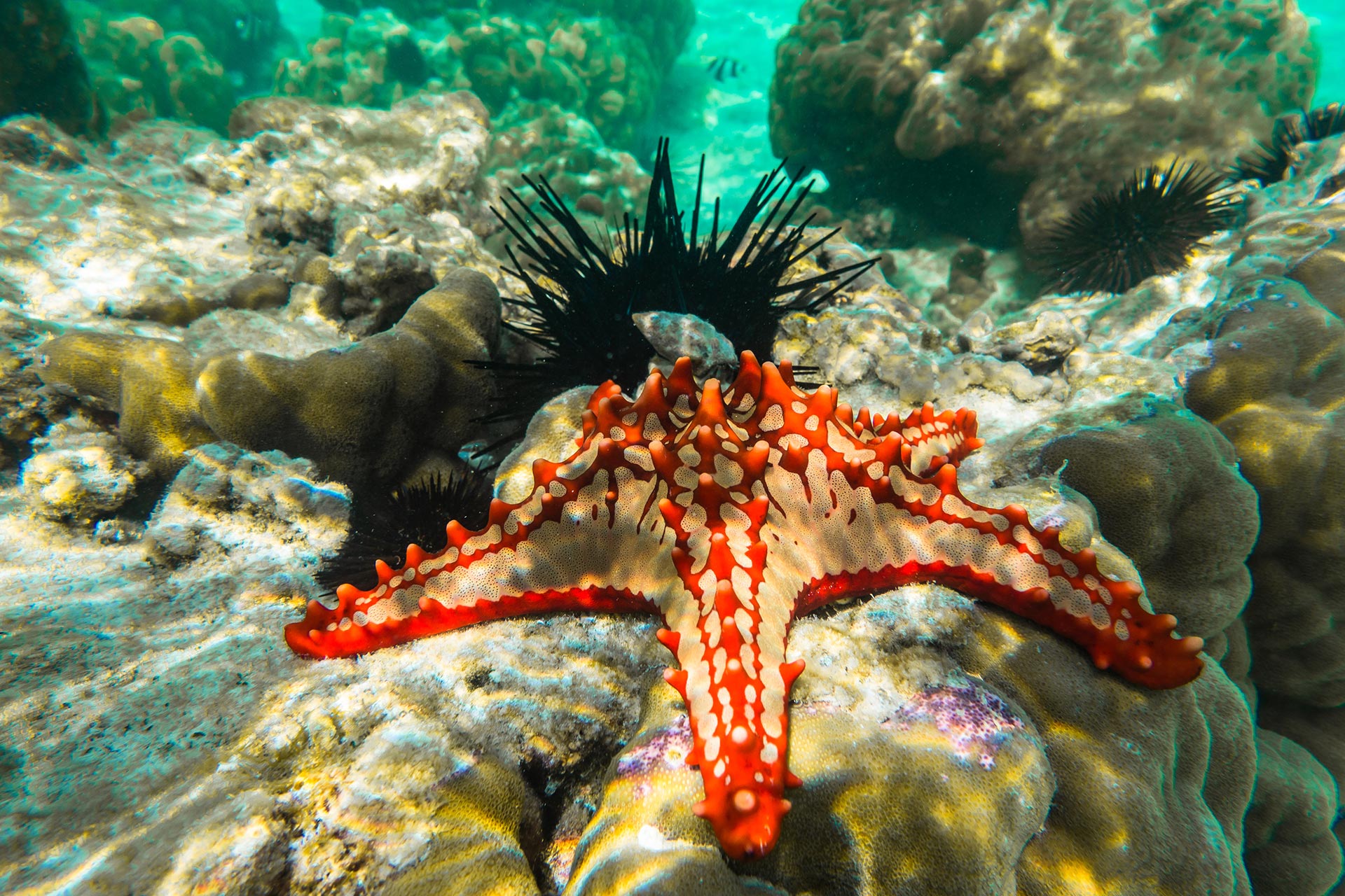 Red knobbed sea star and sea urchins