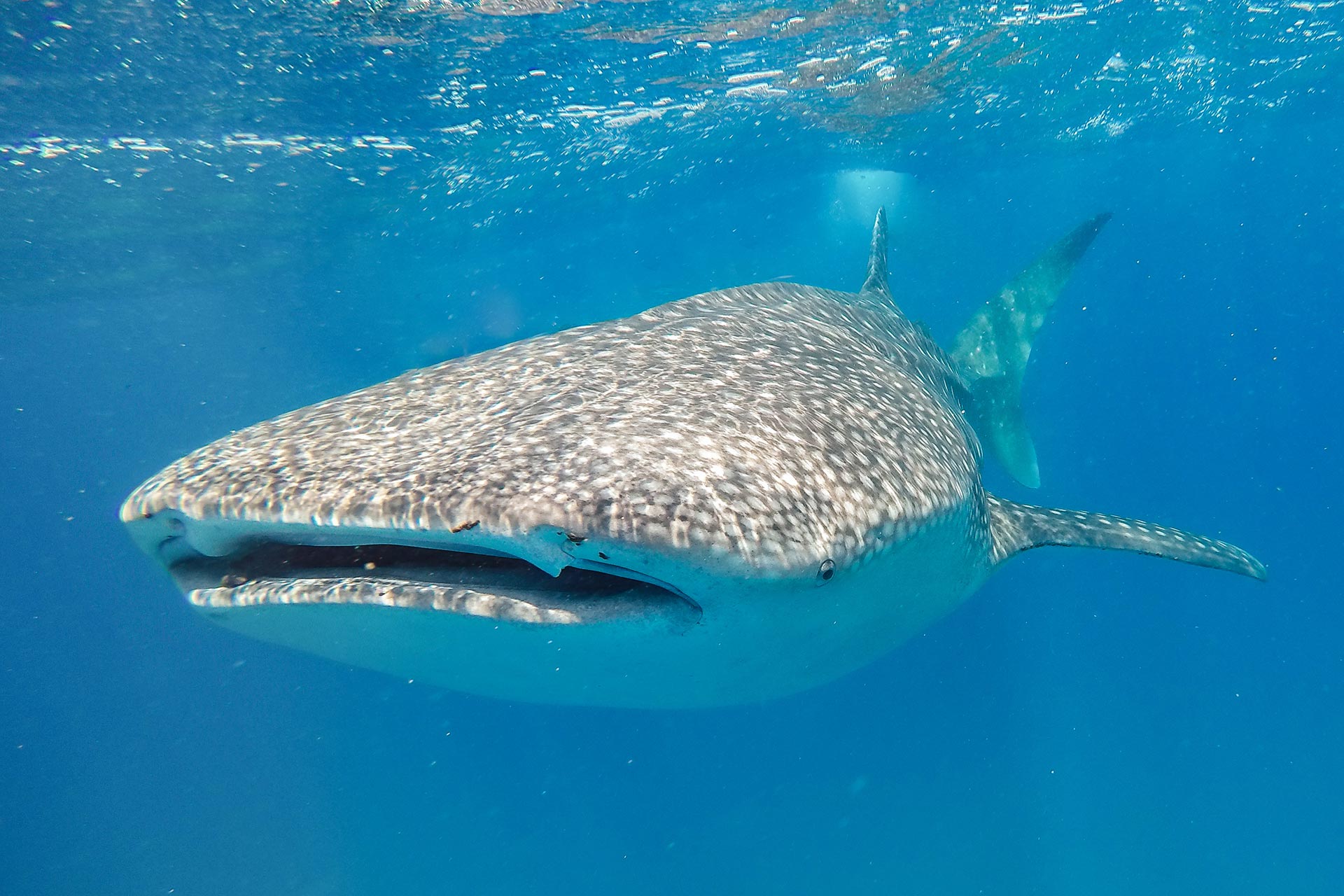 Whale Shark