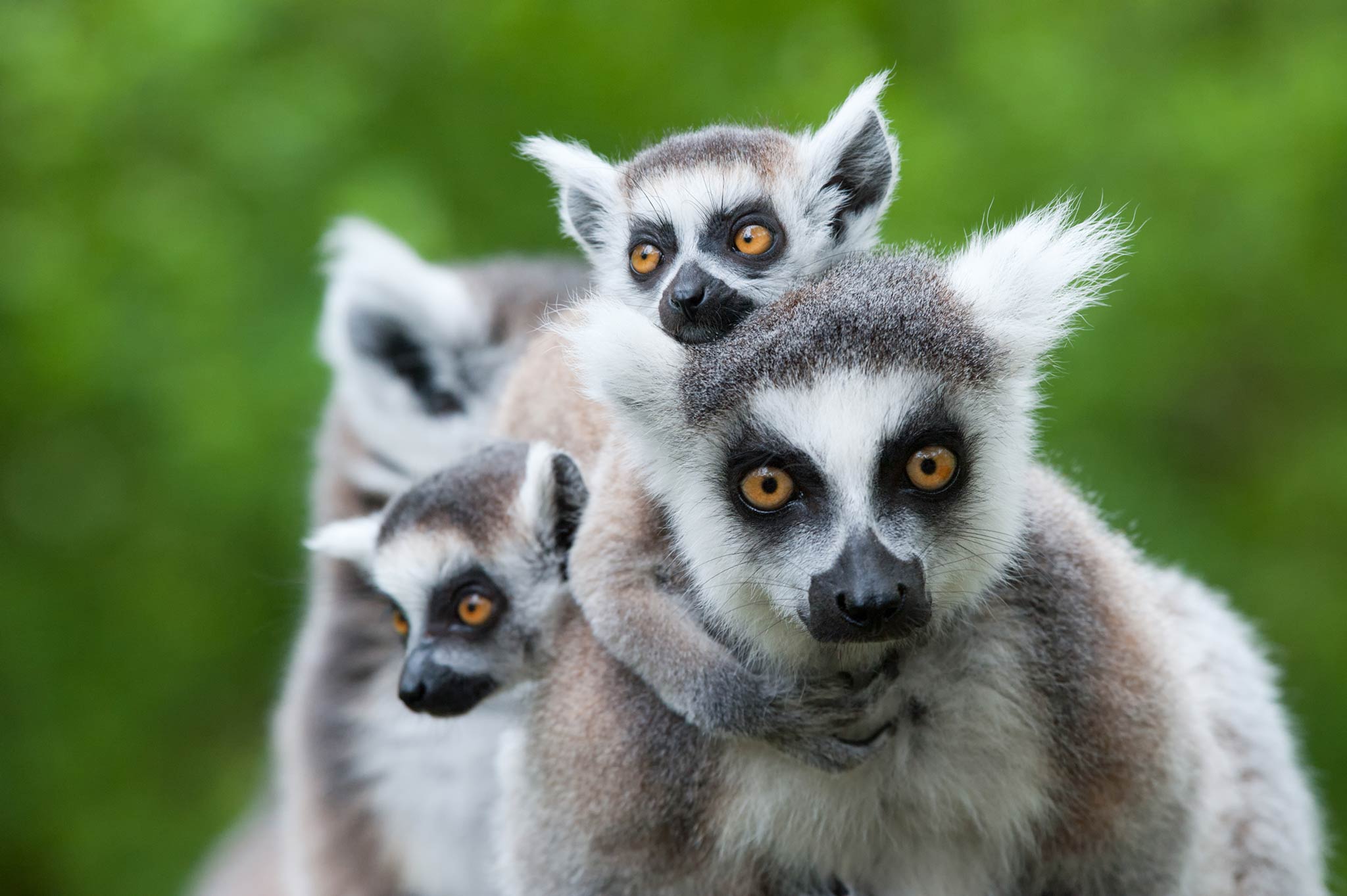 Madagascar Ring-tailed Lemurs