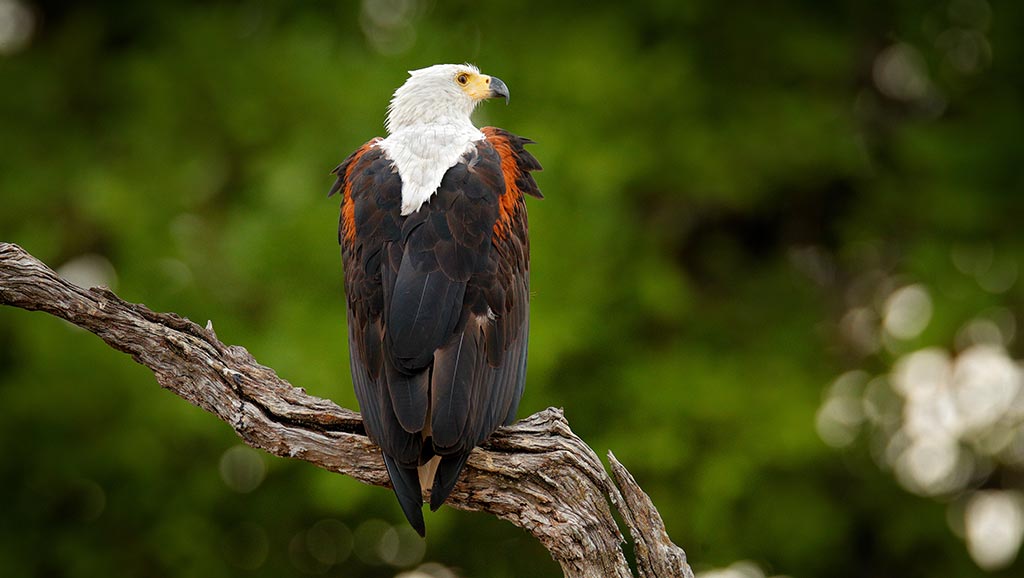 African fish eagle on tree