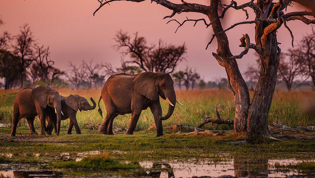 Elephants roaming wetlands
