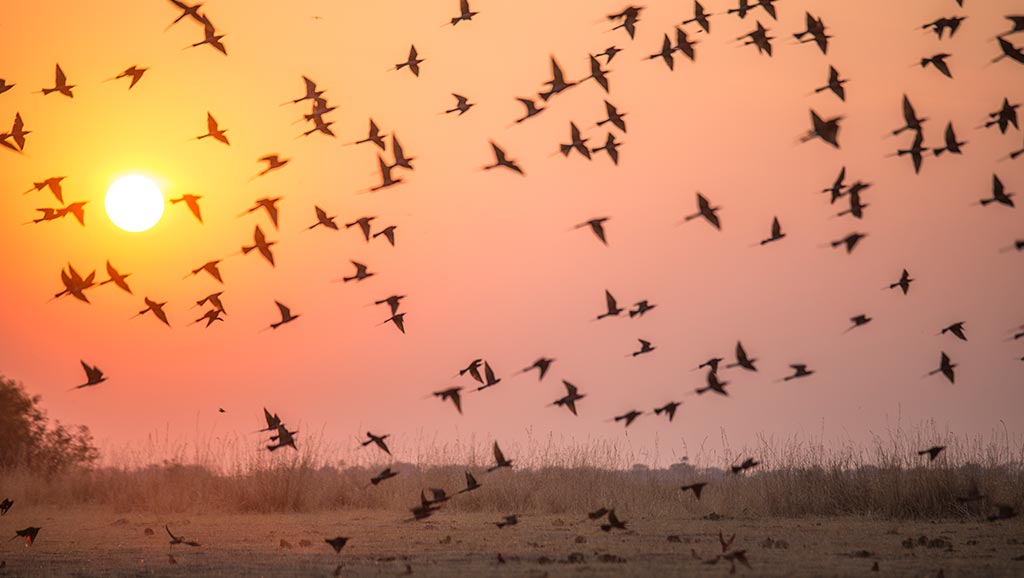 Birds flying at sunset