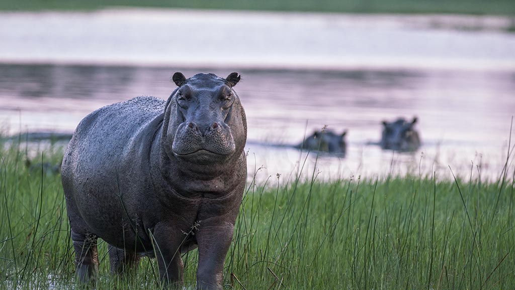 Hippo stare down