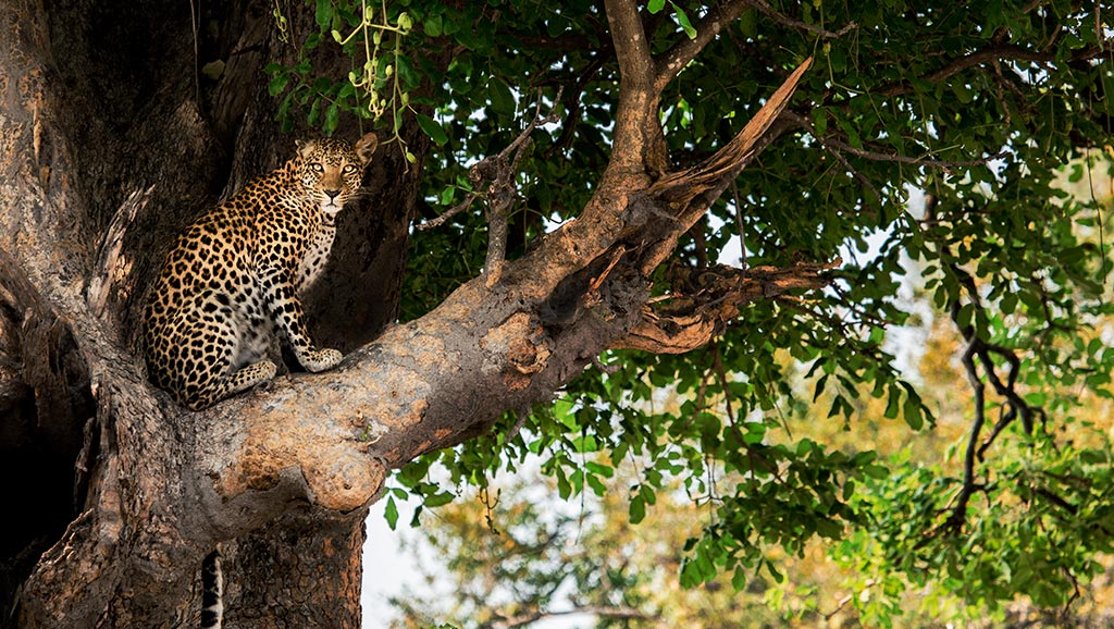 Leopard in tree