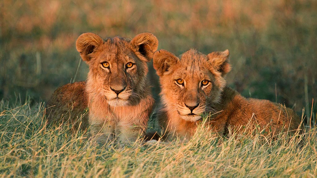 Lion cubs in Botswana