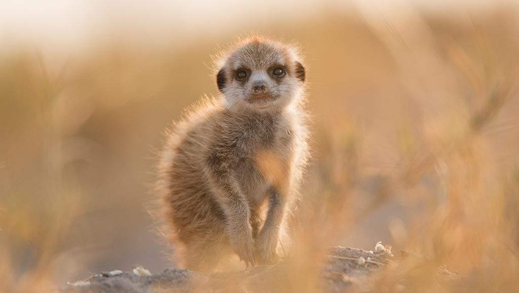 Meerkat on the lookout