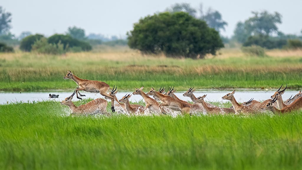 Red lechwe in wetland, Okavango Delta