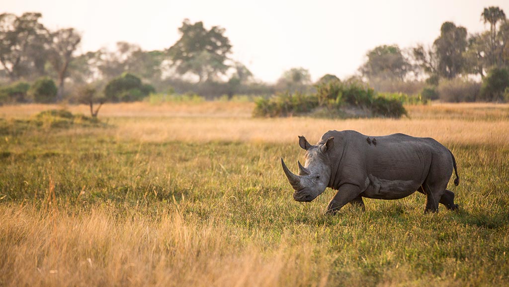 Rhino walking in Botswana