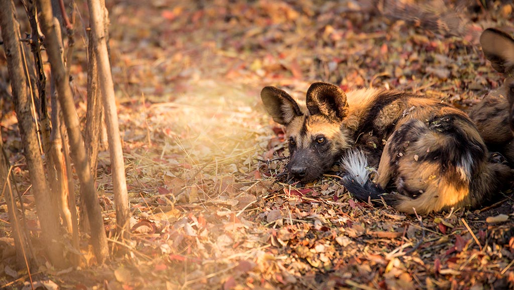 African wild dog at Kings Pool