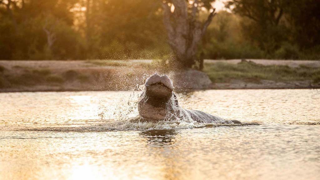 Silvan Safari game drive wildlife