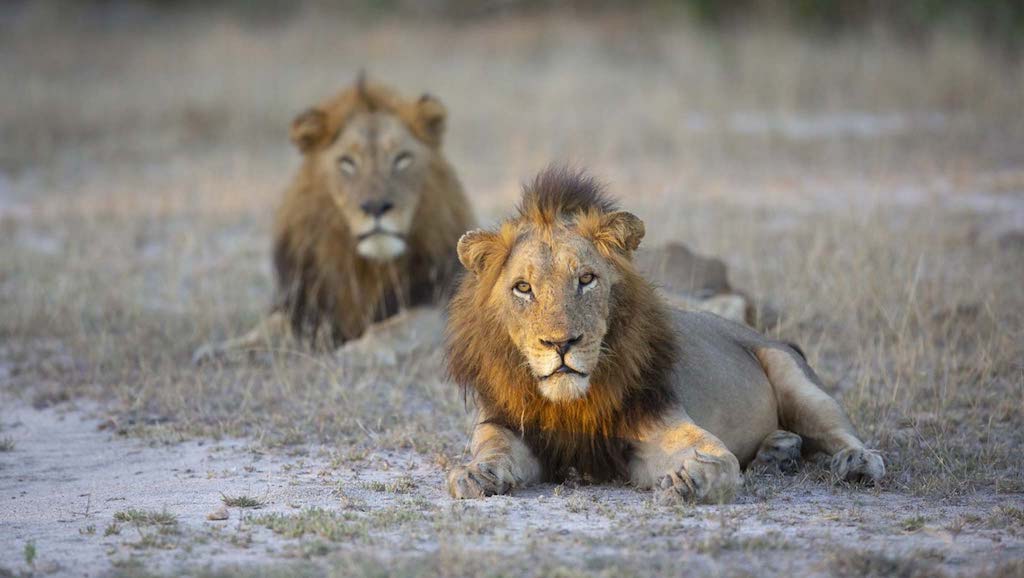 Londolozi Avoca lions