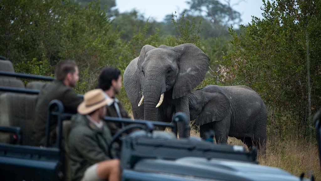 Might elephant up close