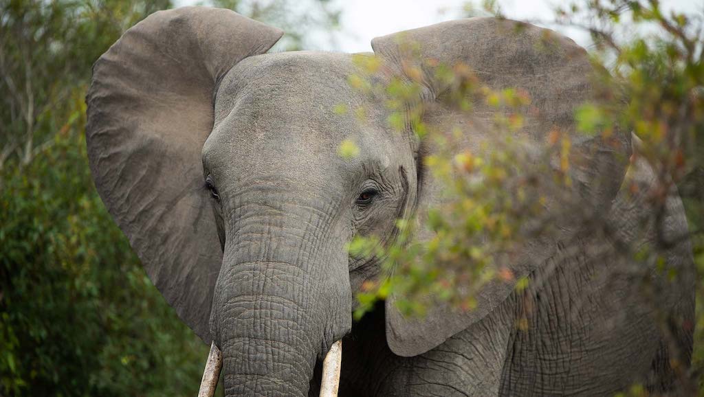 Make eye contact with largest land mammal on earth