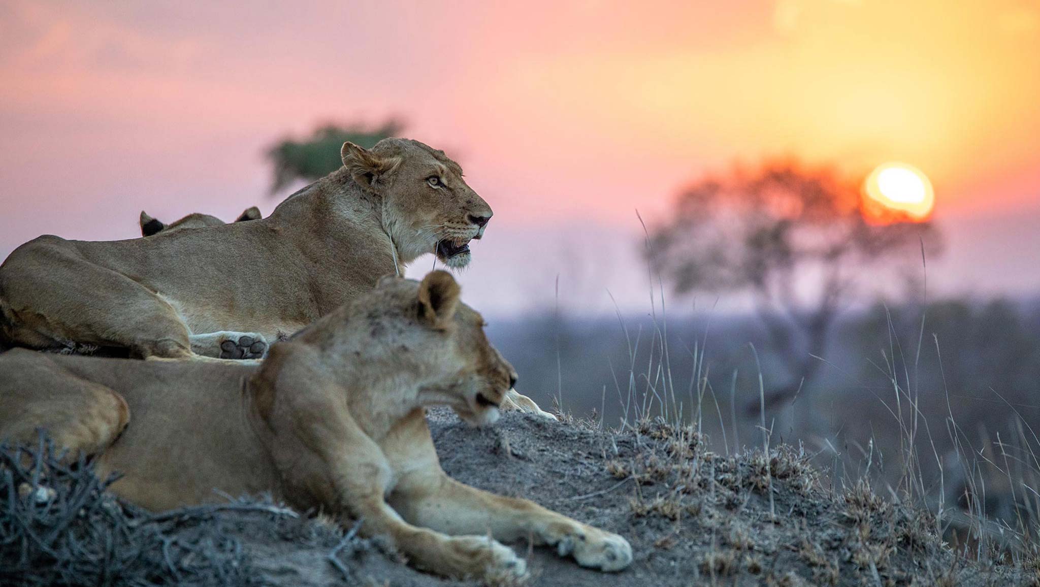 Lionesses enjoying the sunset