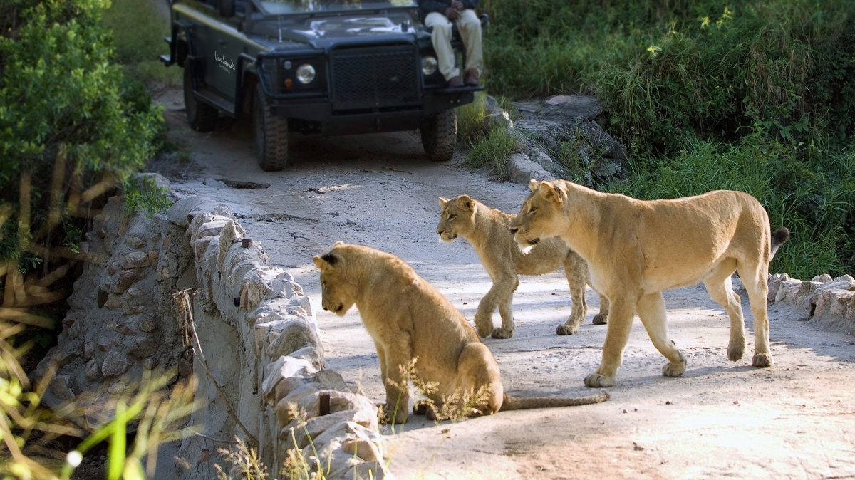 Wildlife seen during safari drive