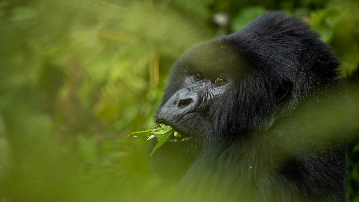 Silverback gorilla in Rwanda forest