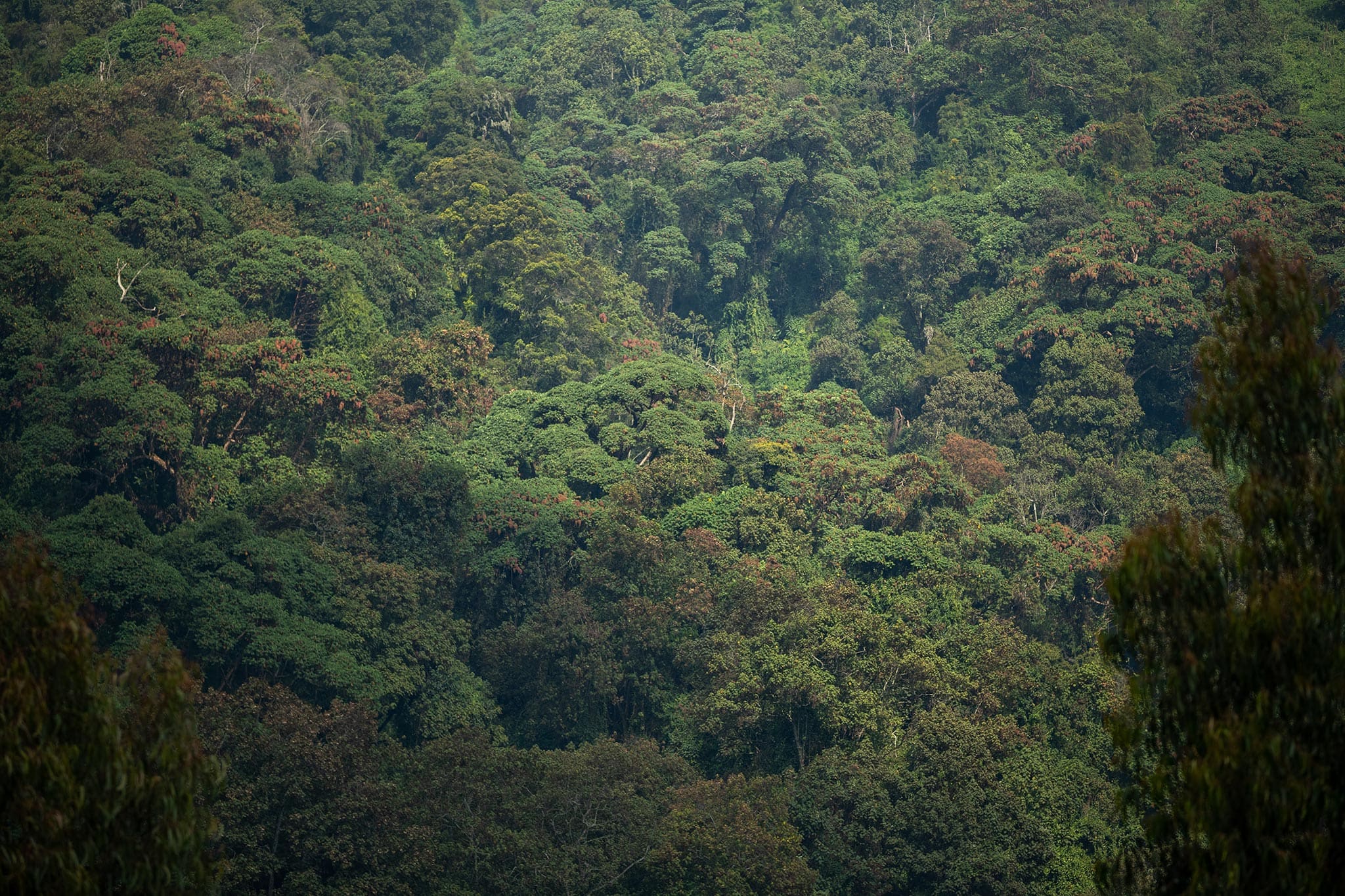 Rwanda's dense rainforests