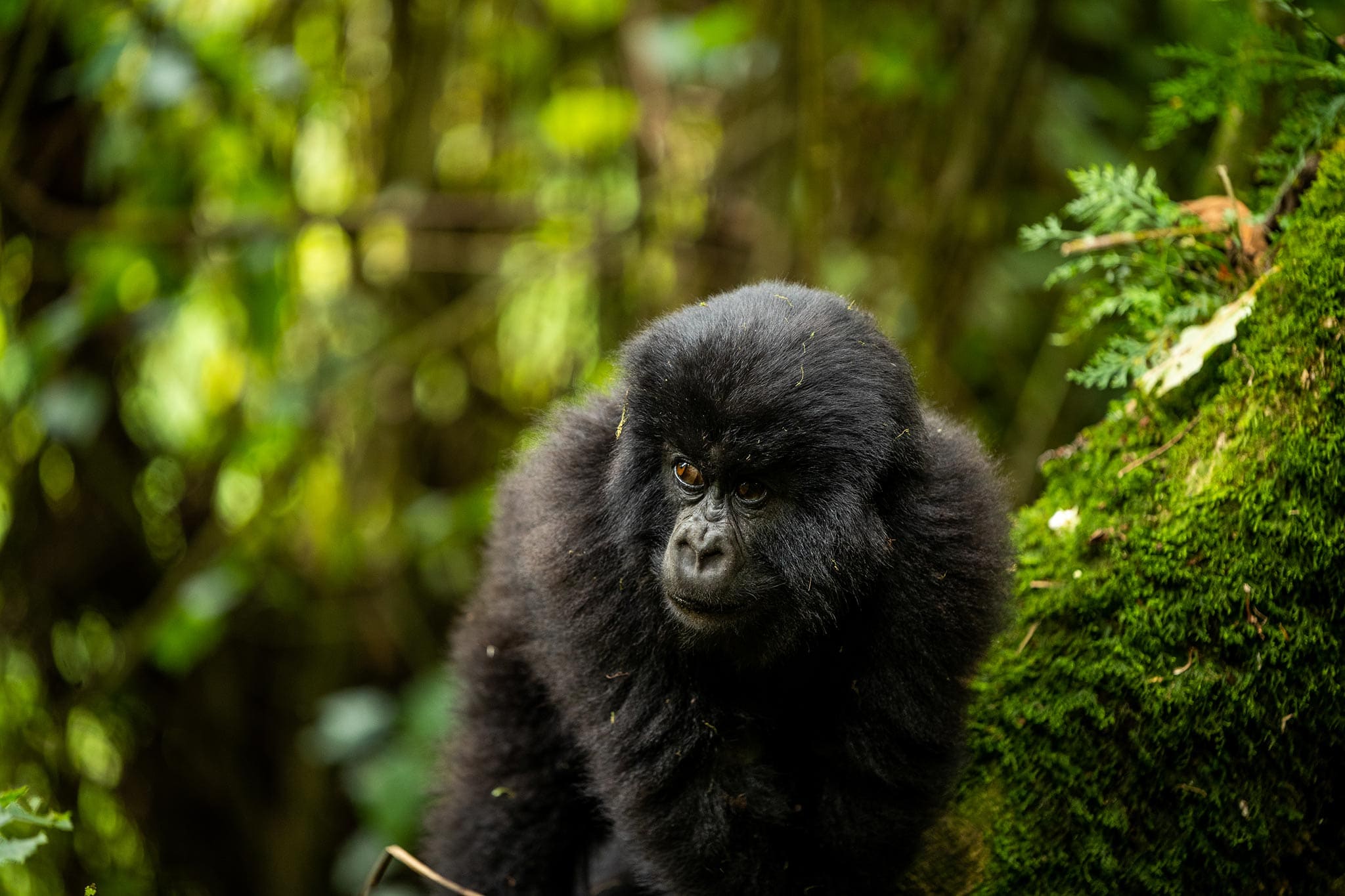 Baby gorilla