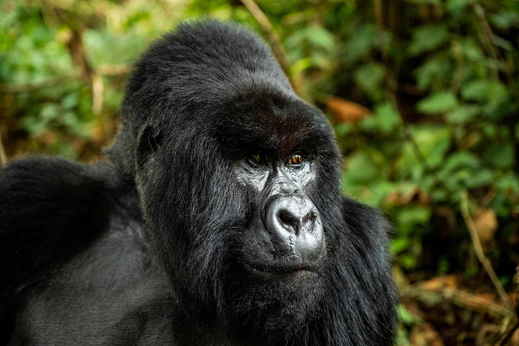 Male adult gorilla