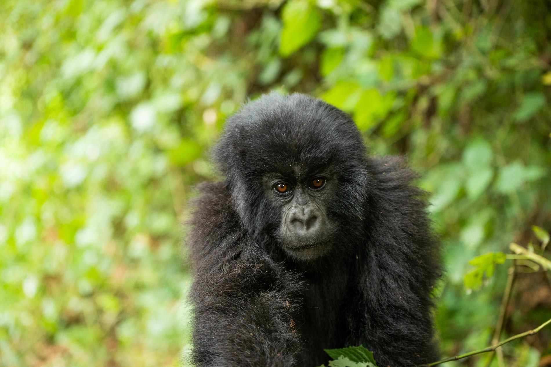 Curious baby gorilla