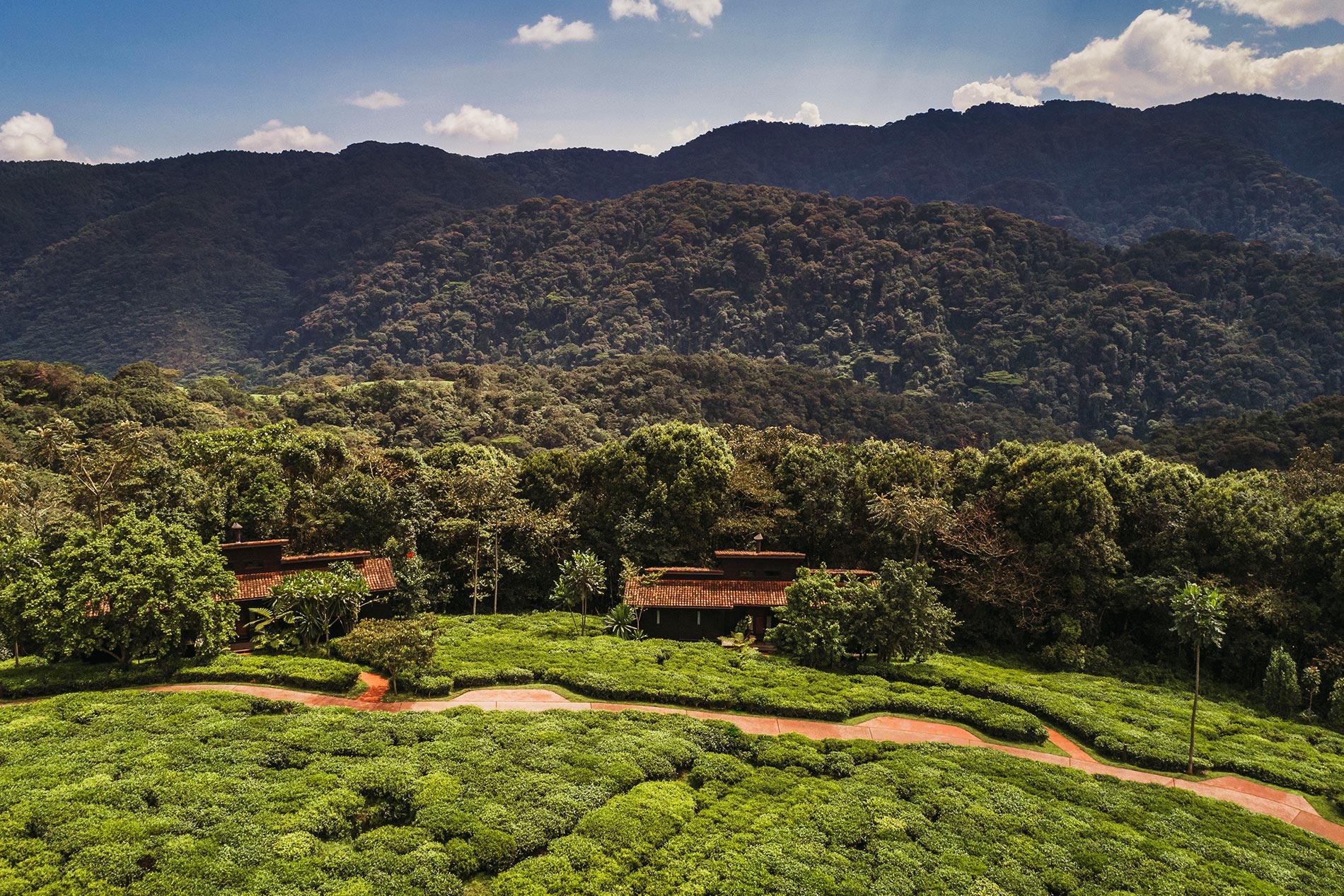 Working tea plantation aerial view