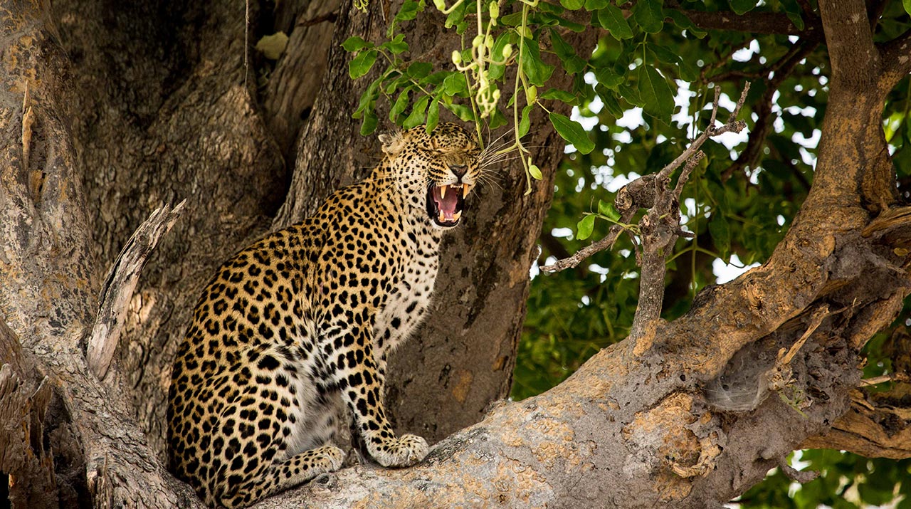 Africa's majestic leopard