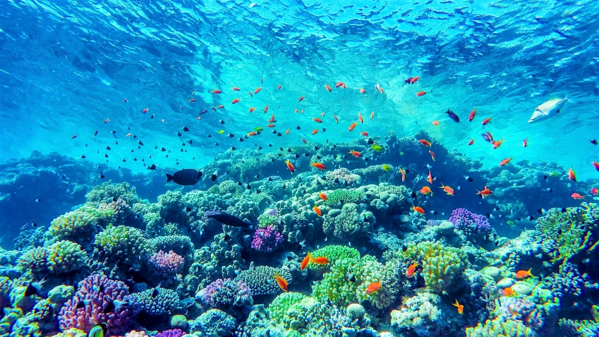 Coral Reef