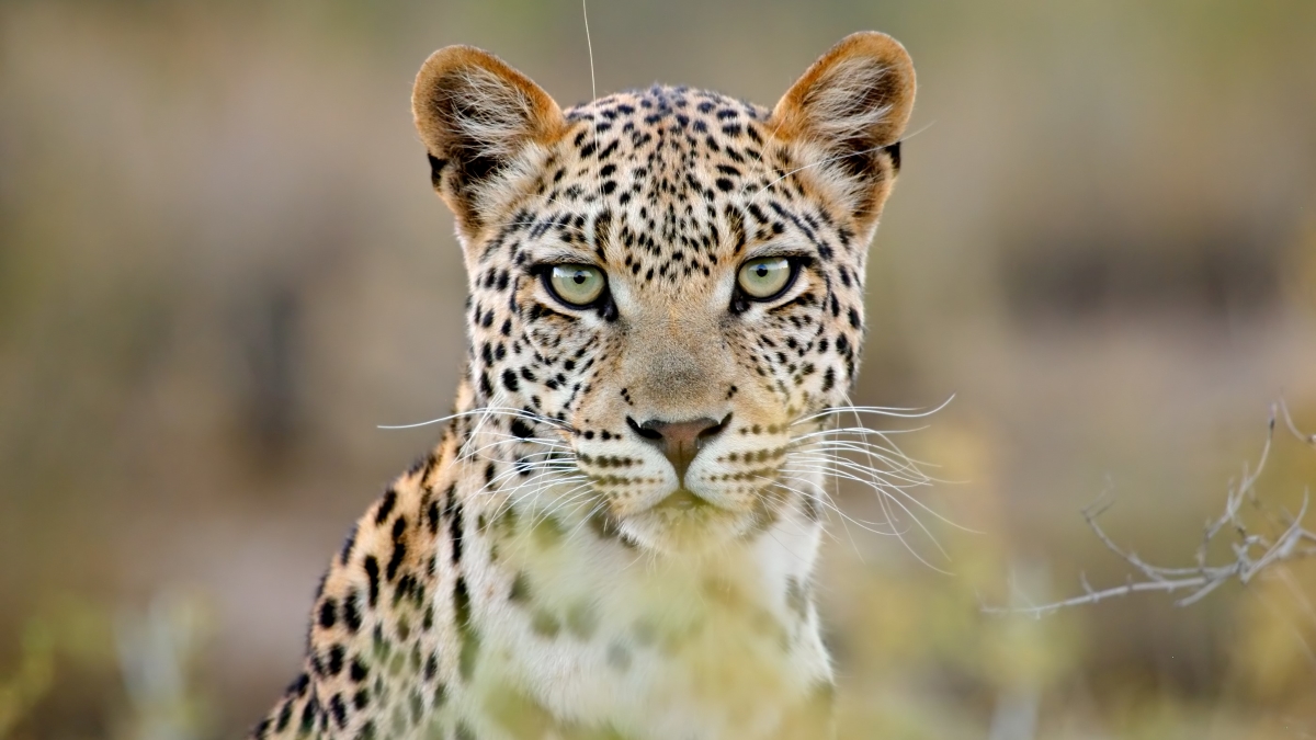 Leopard at a Big Five Safari