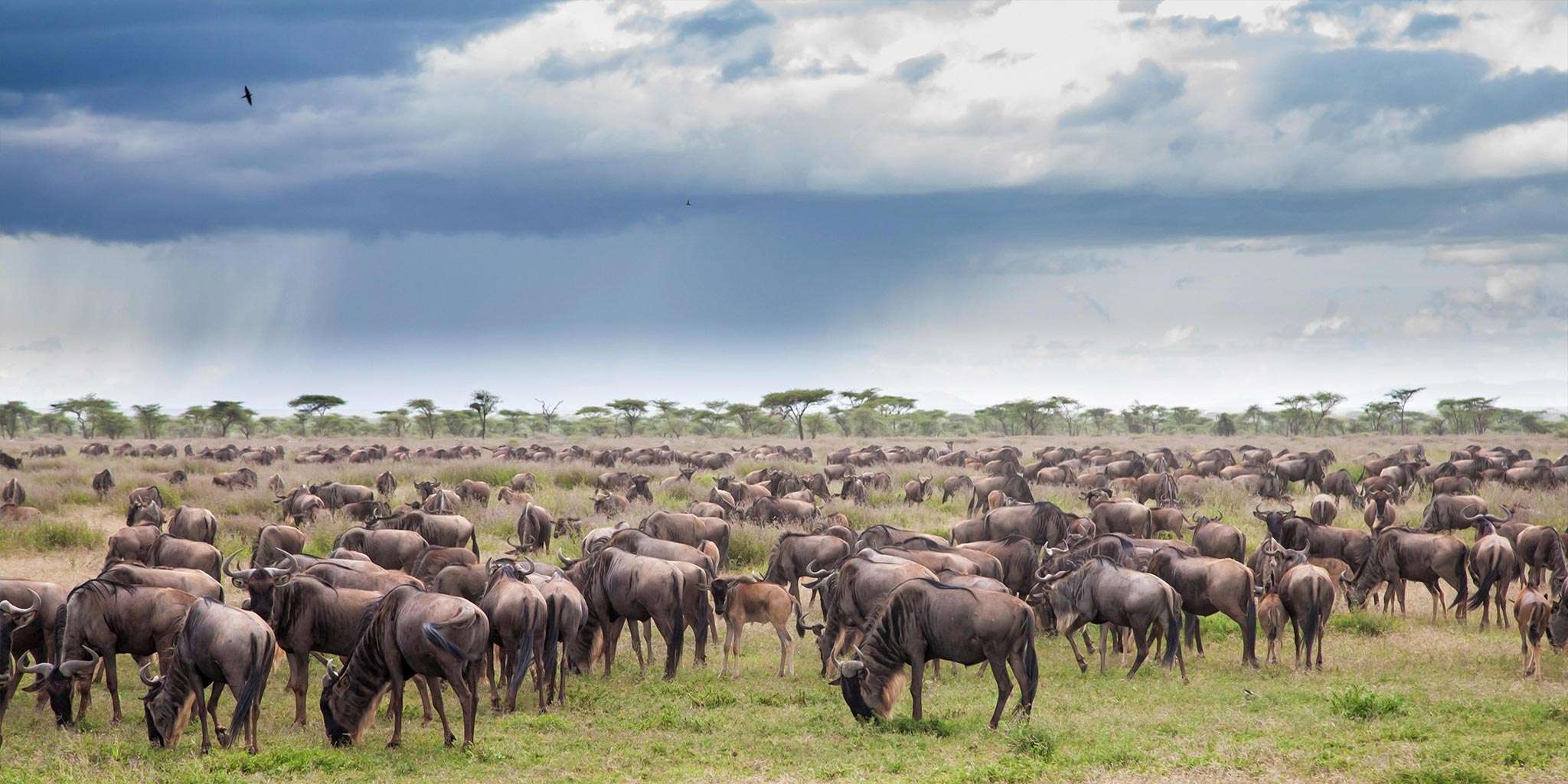 We can get you the best seats in the house to see the Great Migration in action