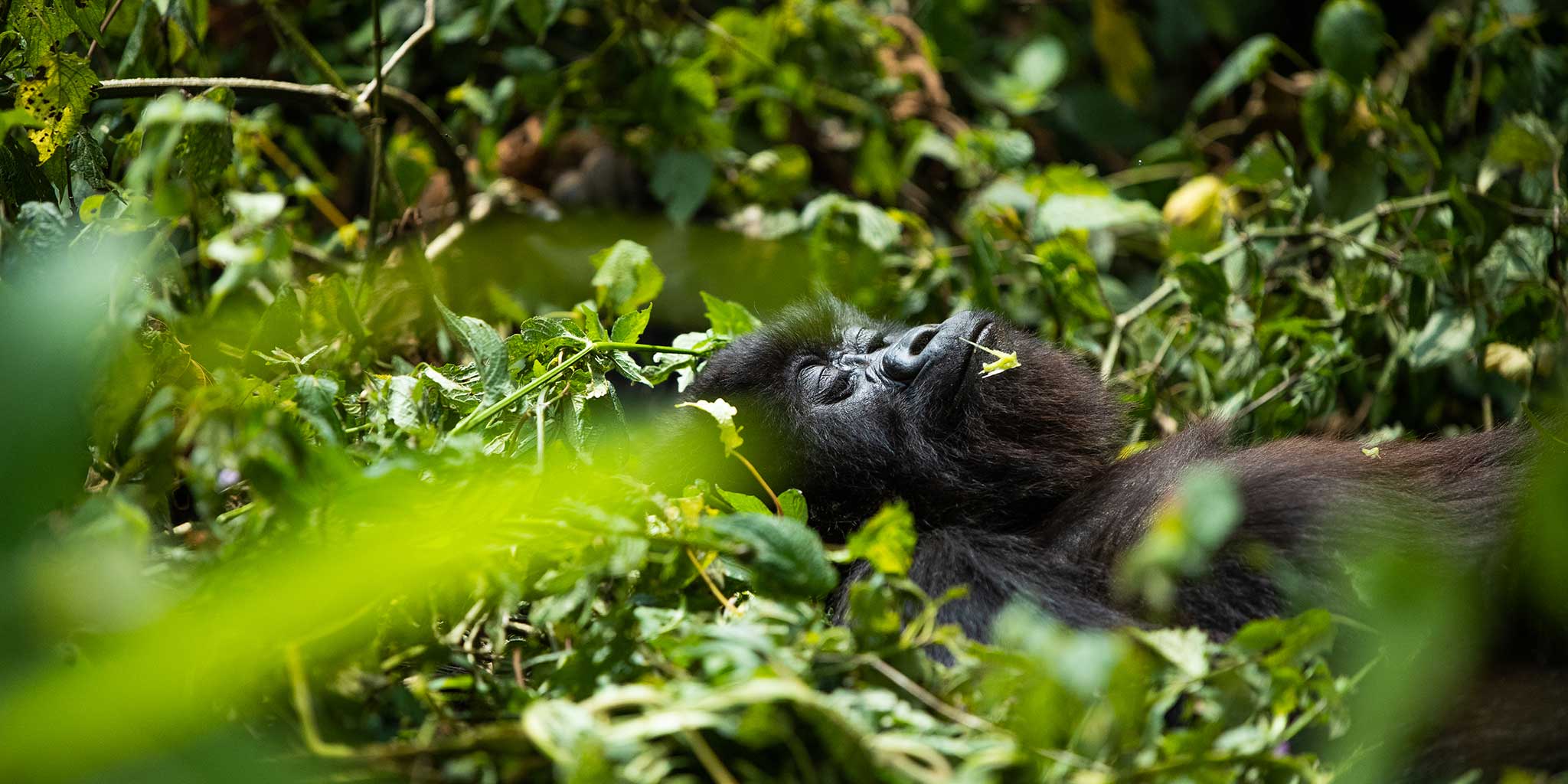 Africa’s great apes await in the rainforests of Rwanda