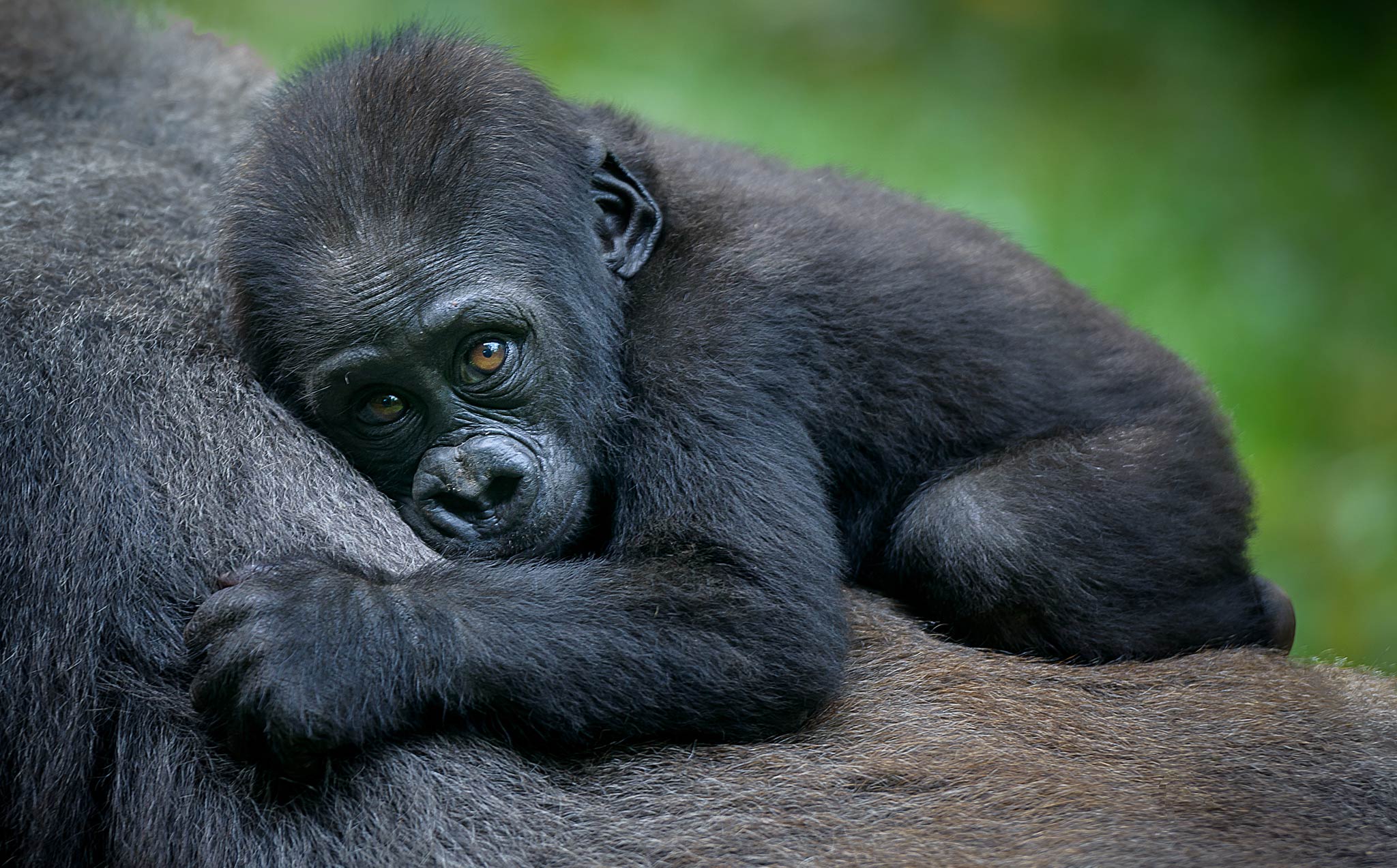 Rwanda Gorilla baby