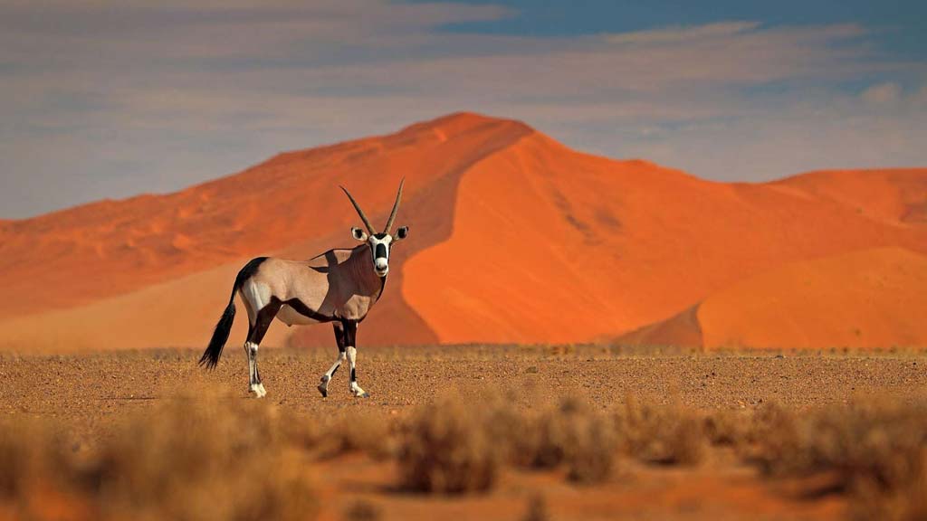 Lone Oryx in the desert