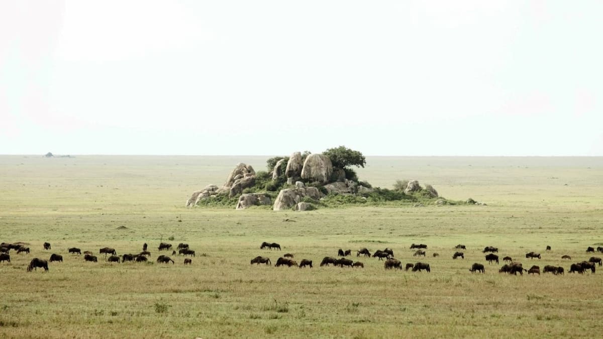 Wildebeest making their way back to Tanzania