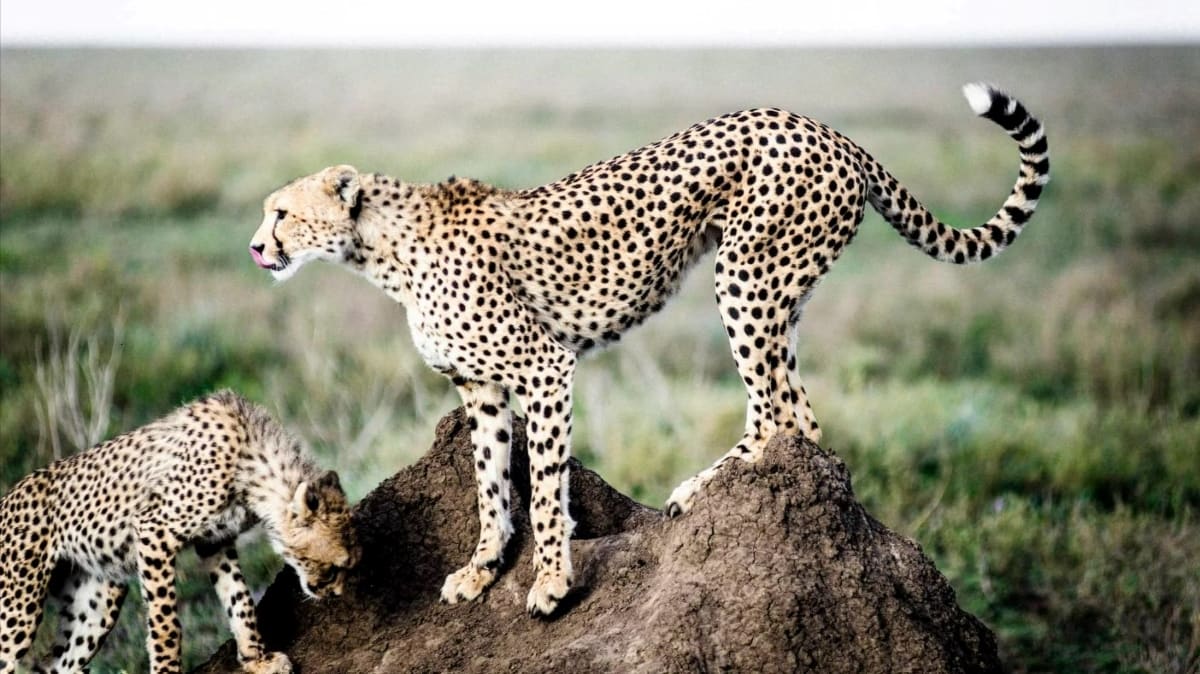 Cheetah's waiting for Great Migration