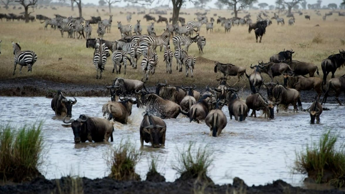 Herbivore companions joining wildebeest in Great Migration
