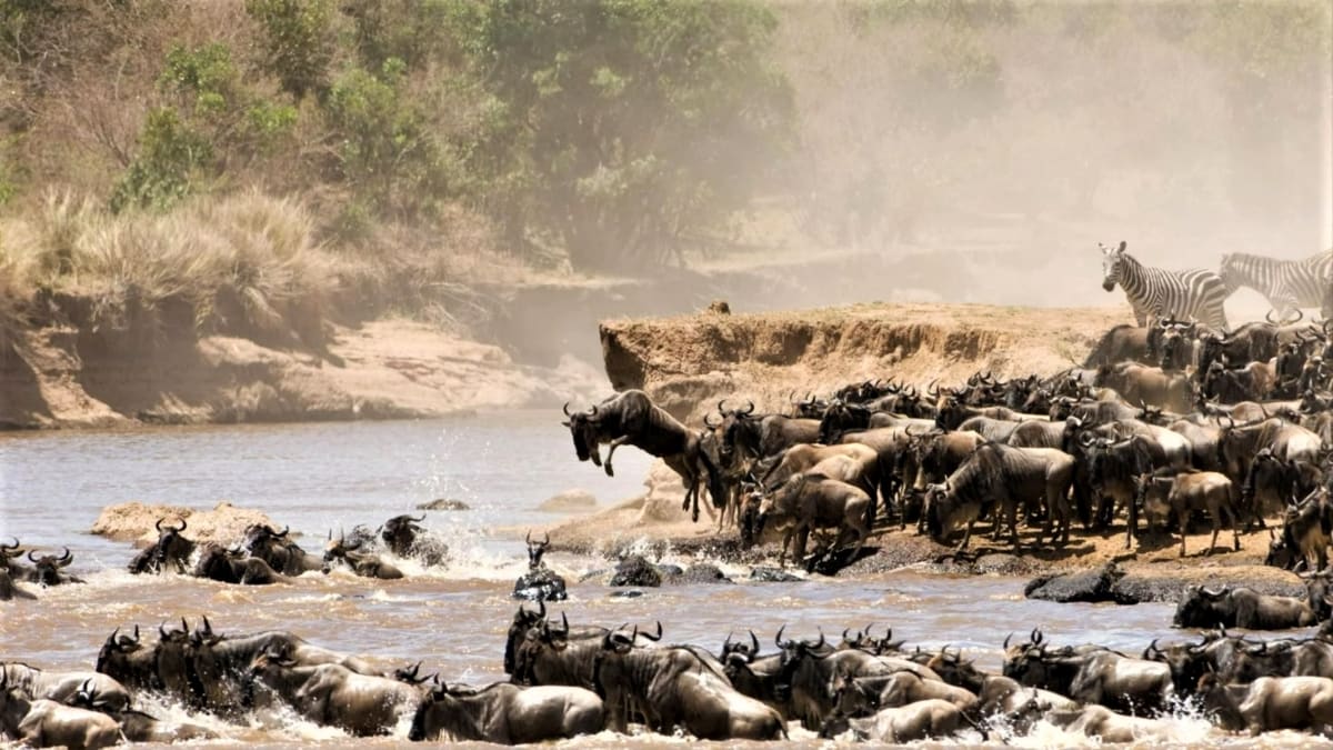 Great Migration crossing river