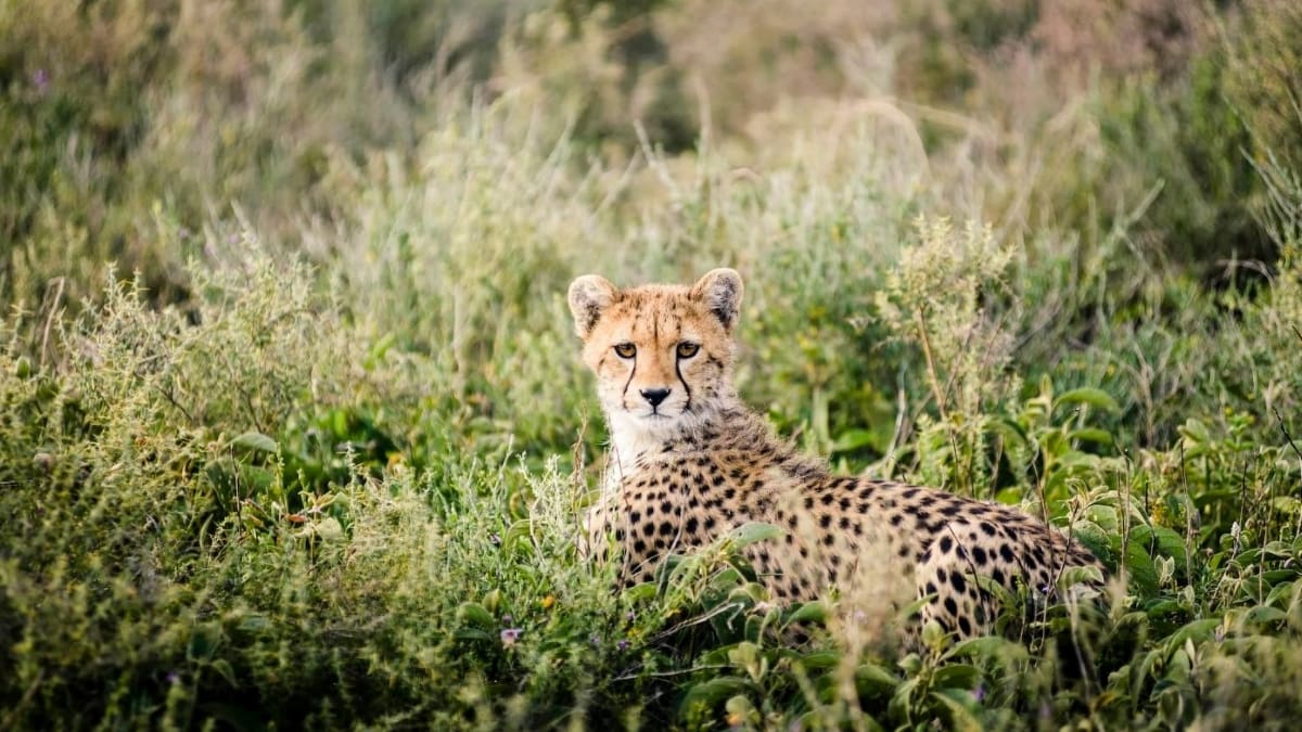 Cheetah waiting in bushes for Great Migration