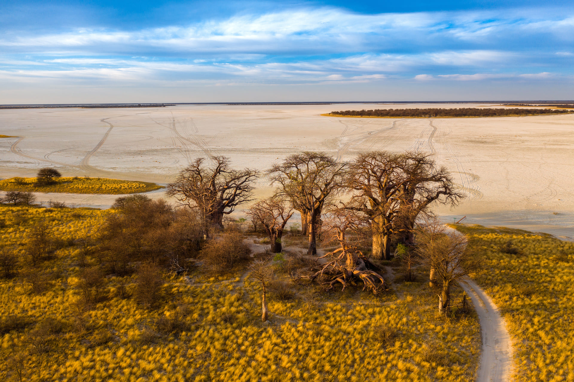 baines-baobab-from-nxai-pan.jpeg